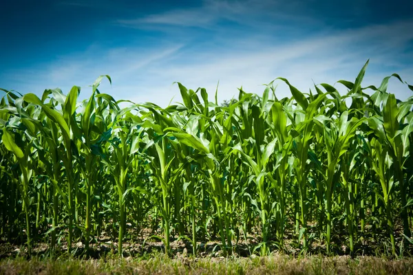 Farine de maïs GMK